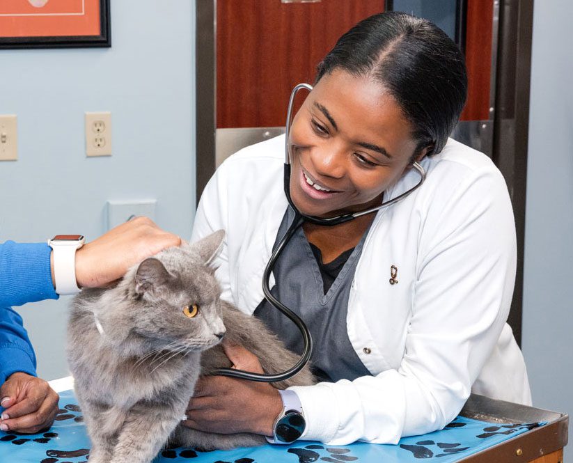 smiling female veterinarian examining a fluffy gray cat