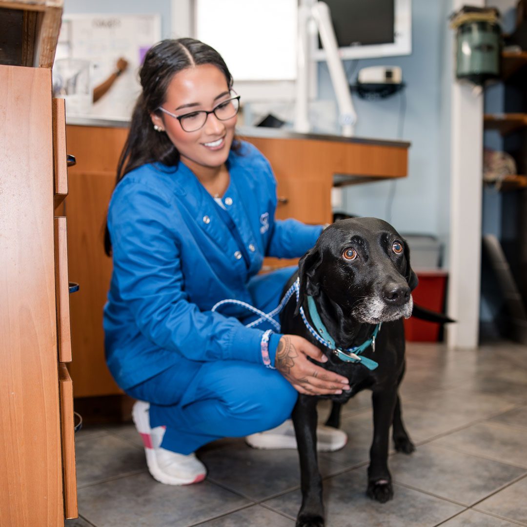 Black Dog At The Vet