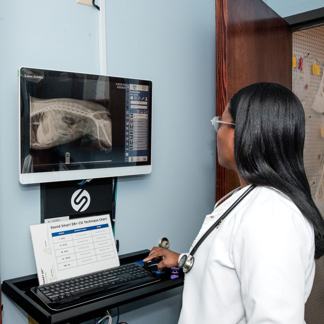 Female Vet Looking At X Ray