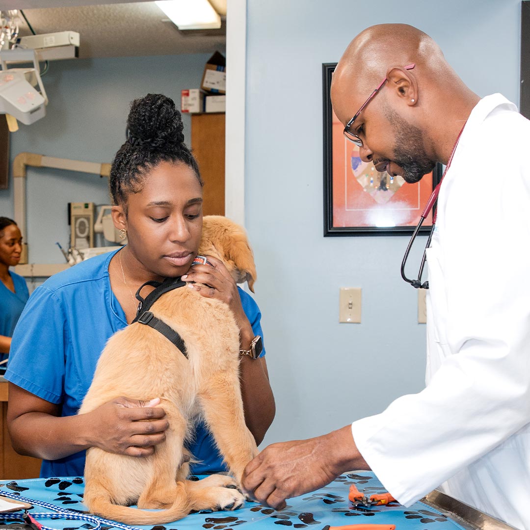 male veterinarian examining golden retriever puppy while female assistant hugs puppy on exam table