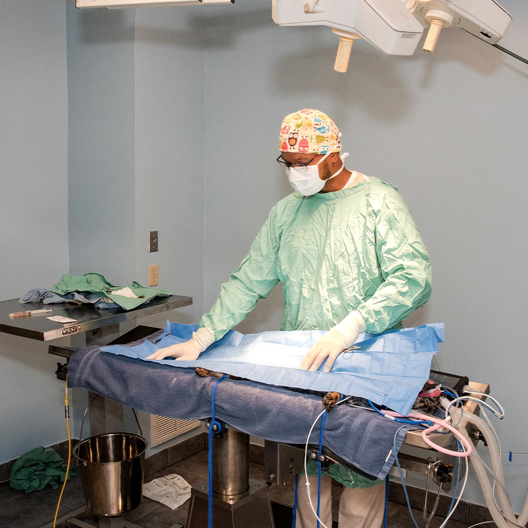 doctor wearing colorful owl pattern scrub cap prepping patient and operating room for surgery