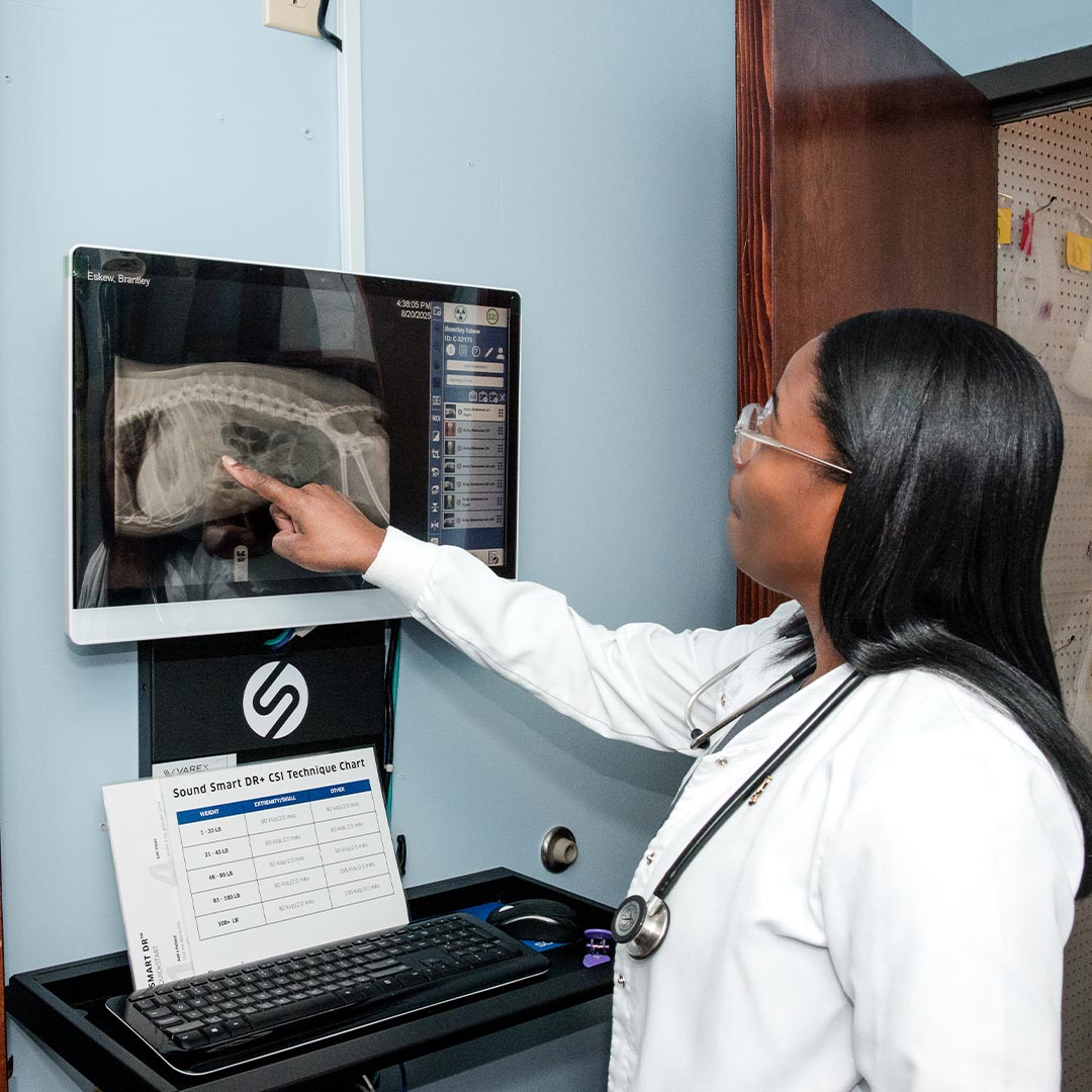 female veterinarian pointing at finding on abdominal xray on computer screen