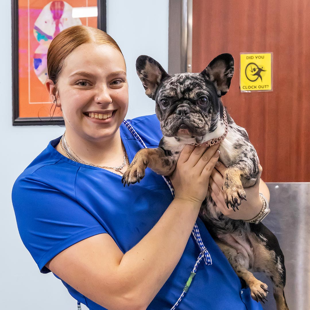female staff member smiling while holding up spotted pug