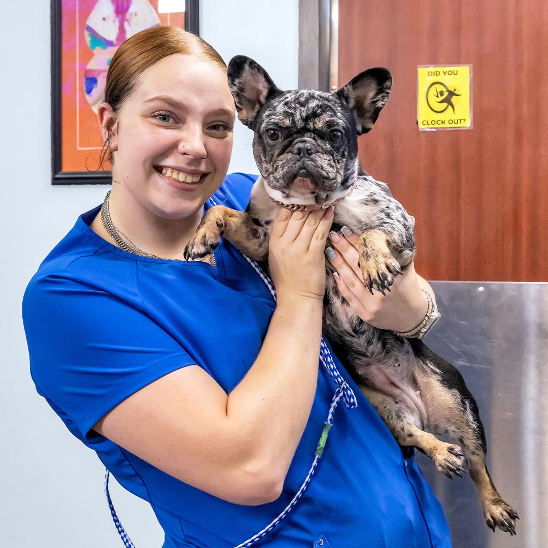 female staff member smiling while holding up spotted pug