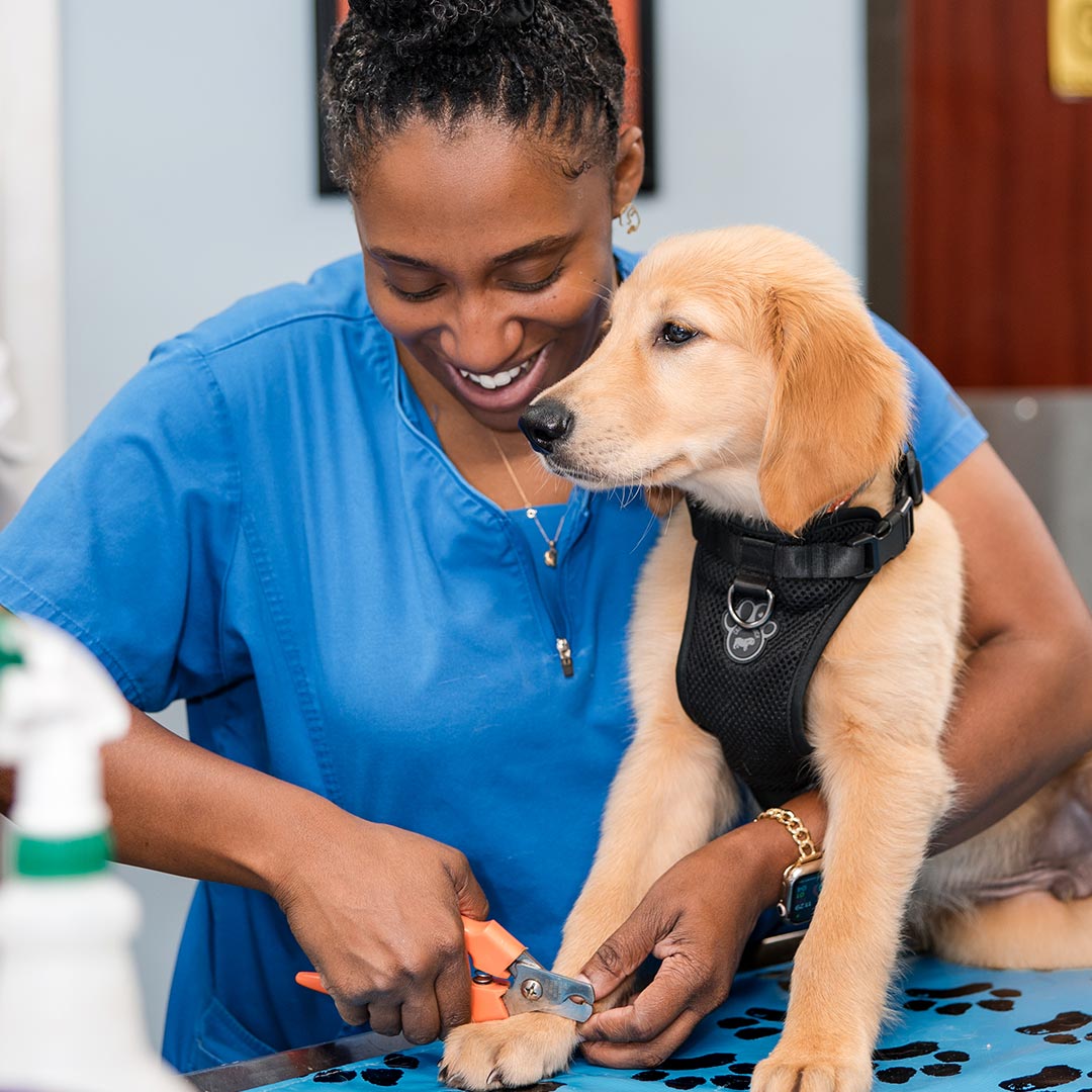 female veterinary technician smiling while trimming golden retriever puppy's nails