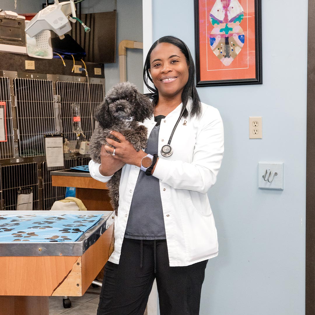 female veterinarian smiling while holding small grey poodle