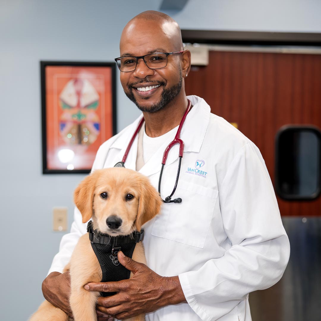 male veterinarian smiling while holding golden retriever puppy wearing harness