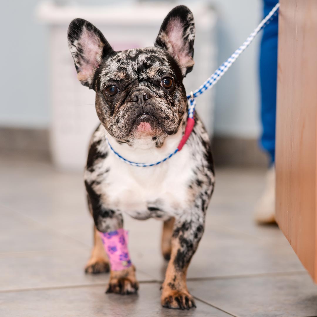 spotted pug on leash standing with a pink bandaged front leg