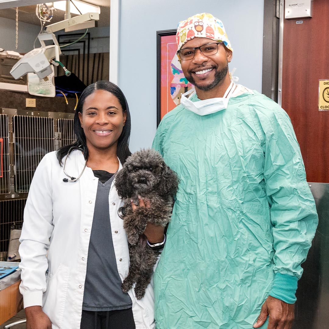 male and female veterinarian smiling while female doctor holds small fluffy grey poodle