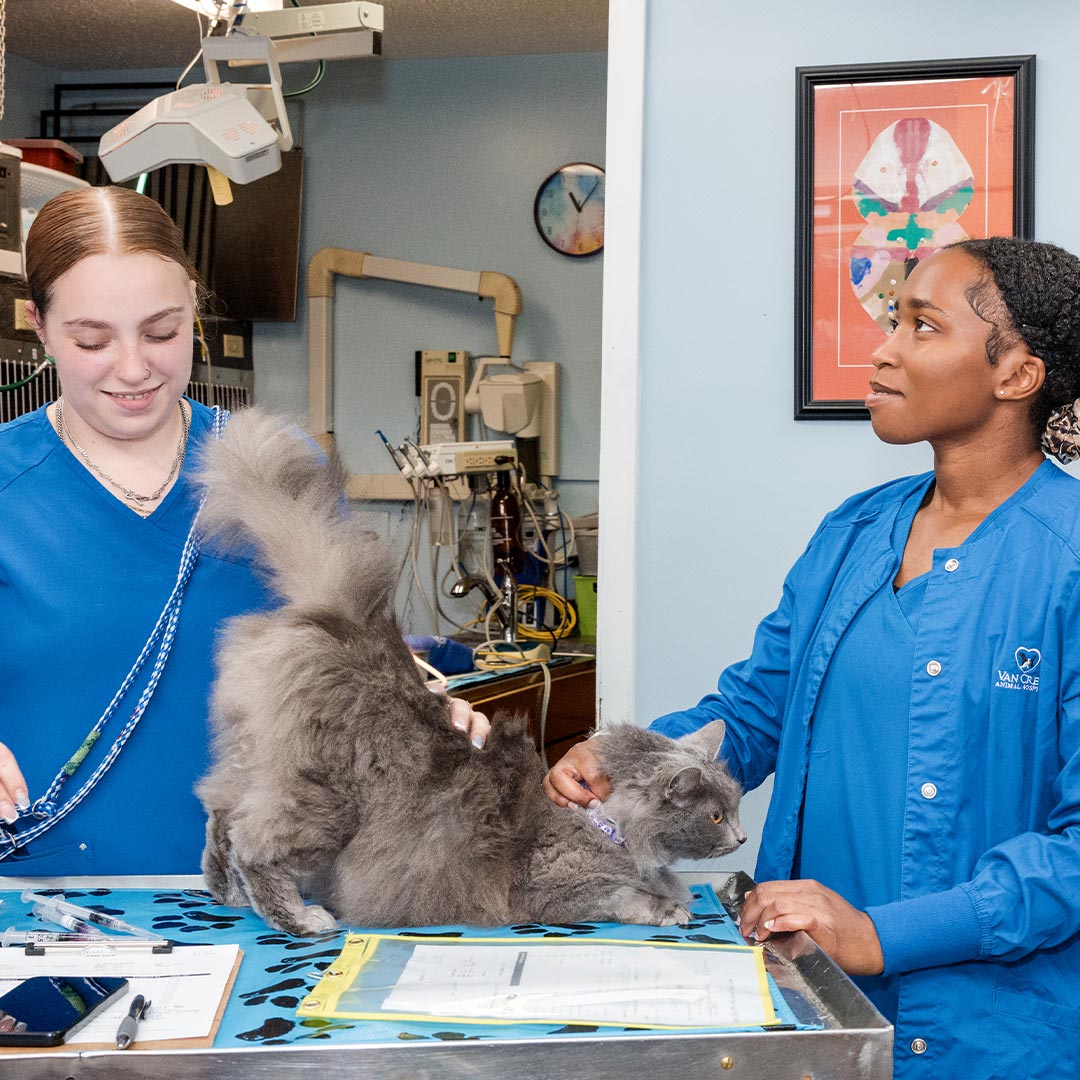 two female staff members working together to care for fluffy grey cat