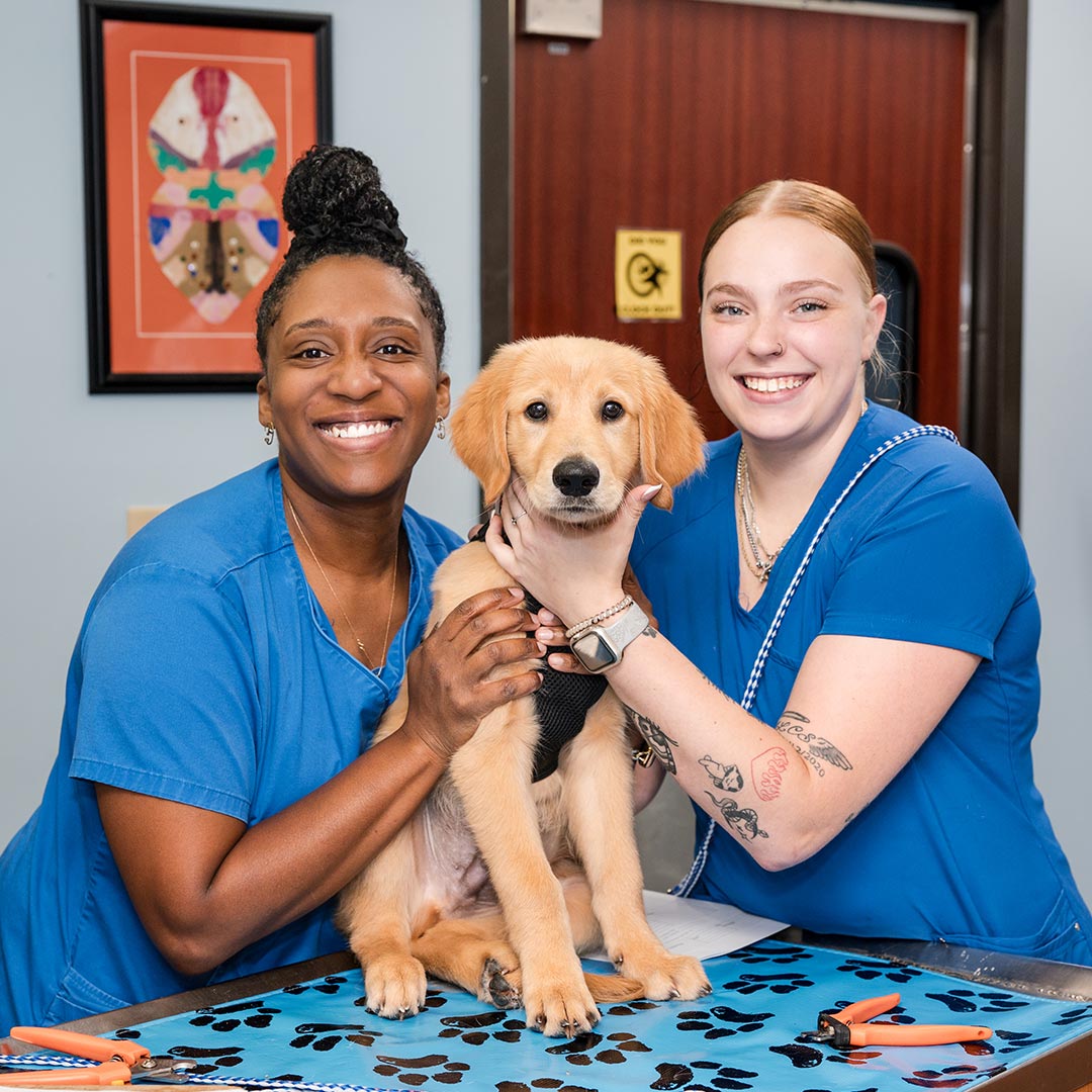 two female staff members smiling while holding golden retriever puppy on exam table