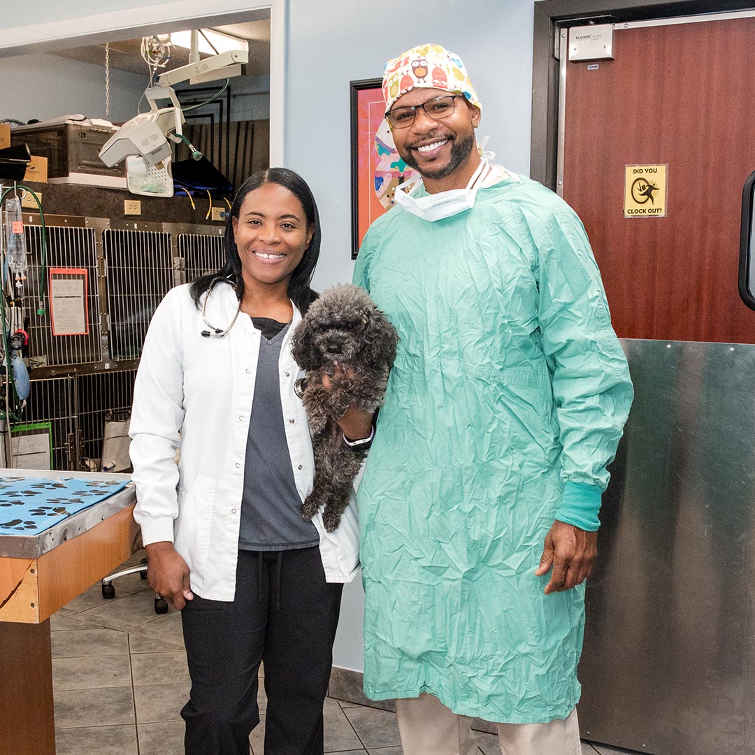 male and female veterinarian smiling while female doctor holds small fluffy grey poodle