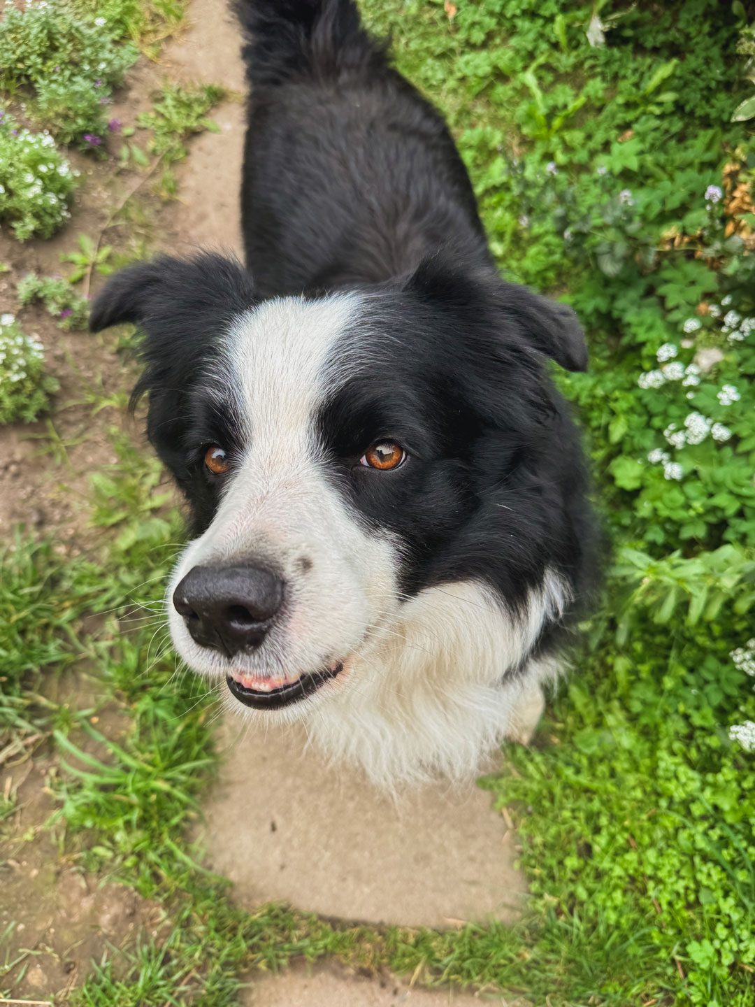 Border Collie