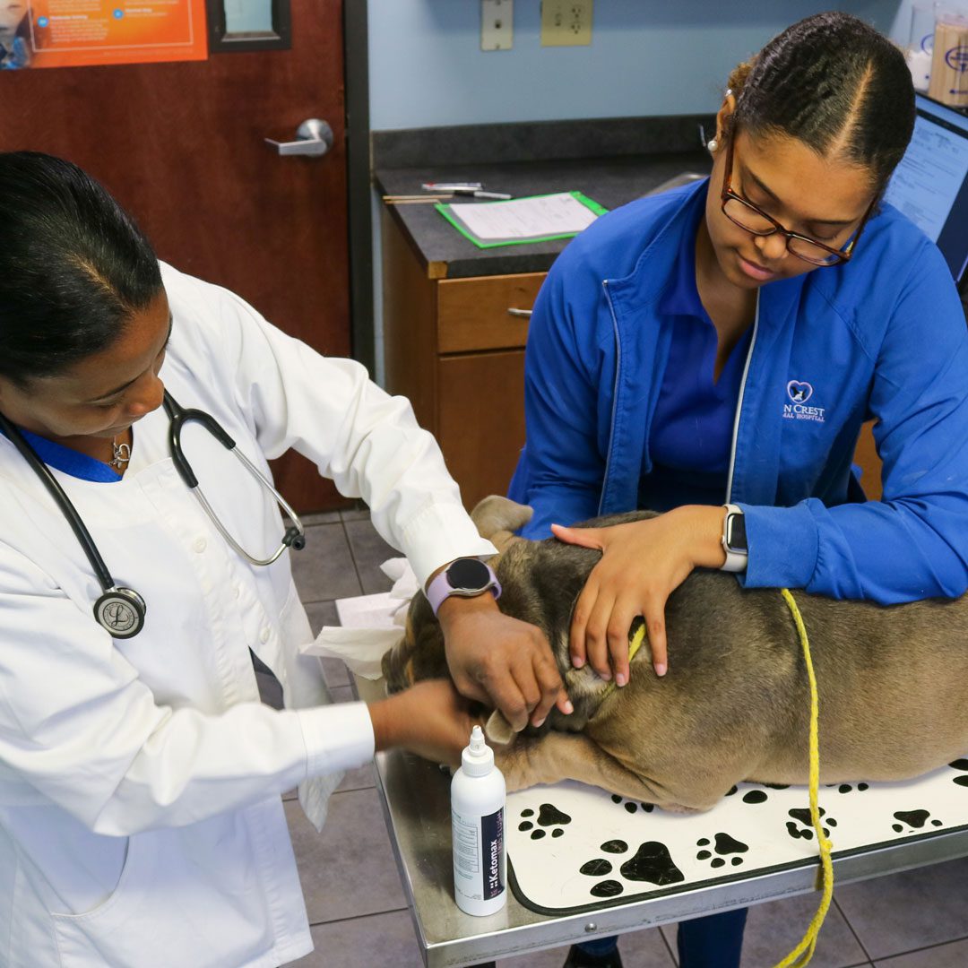 female veterinarian cleaning out a dog's ear with cleaner