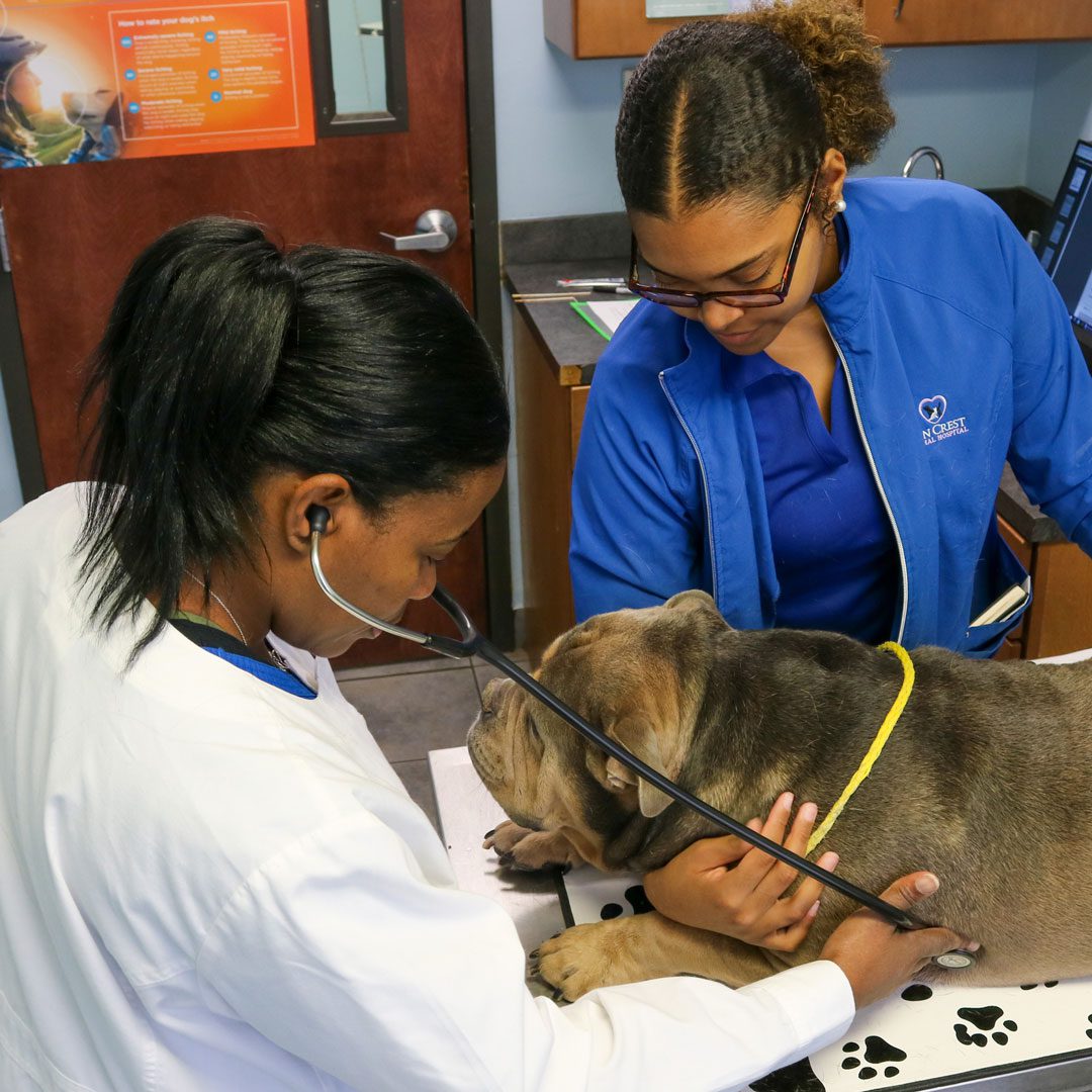 female veterinarian examining bulldog with help from assistant