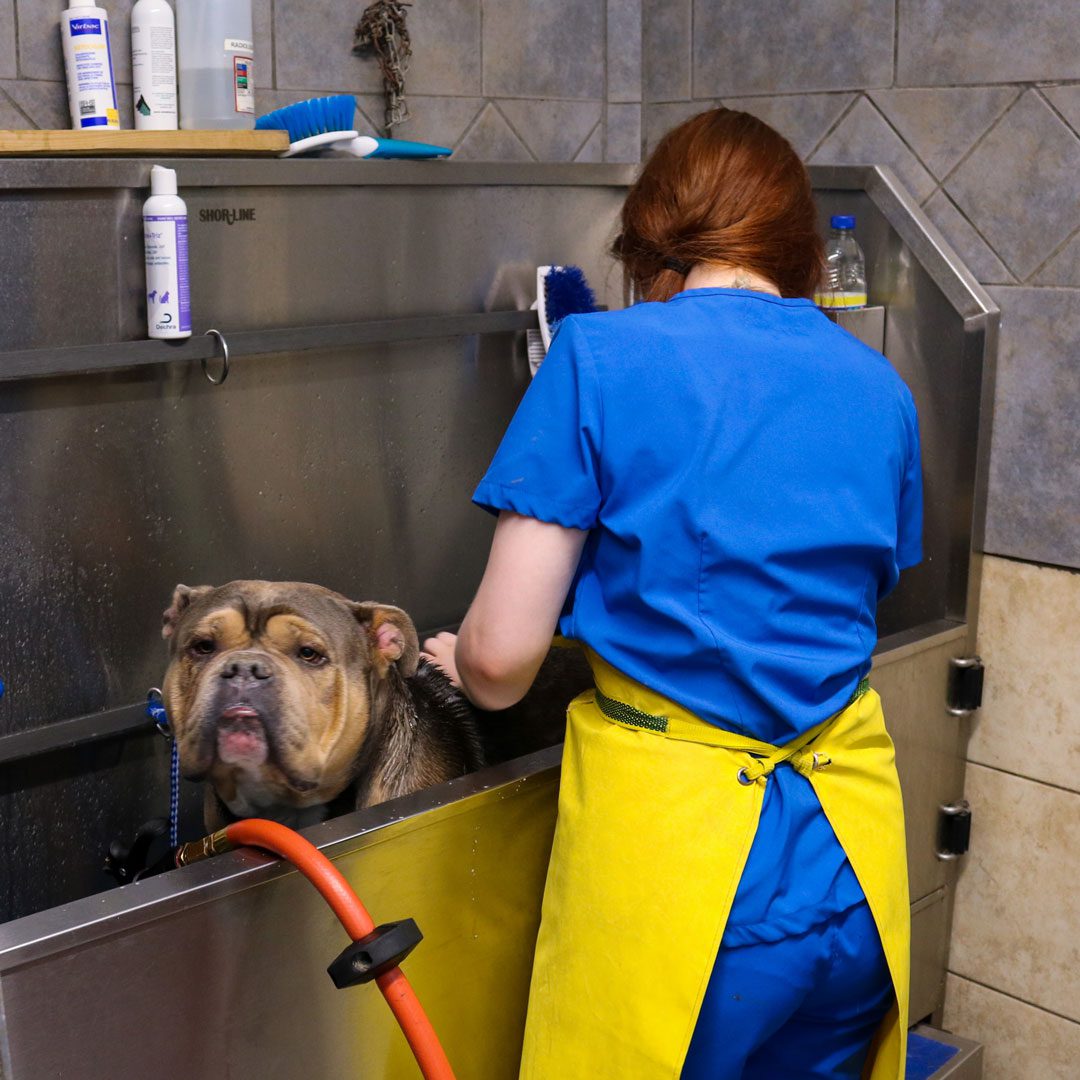 professional pet groomer bathing a dog