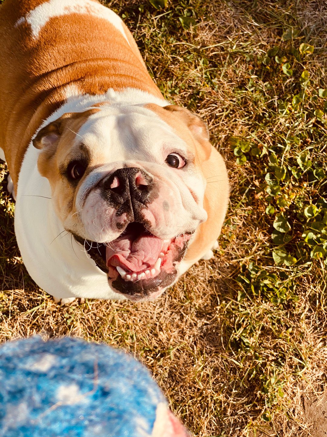 English Bulldog