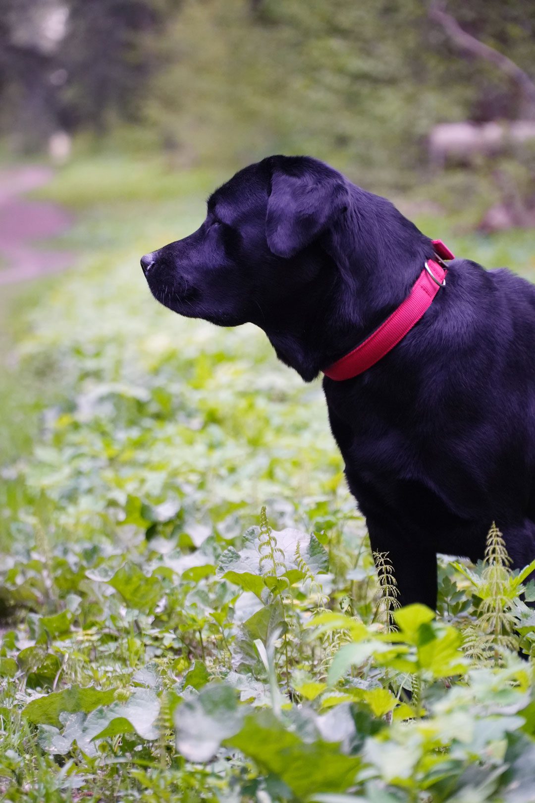 Labrador Retriever