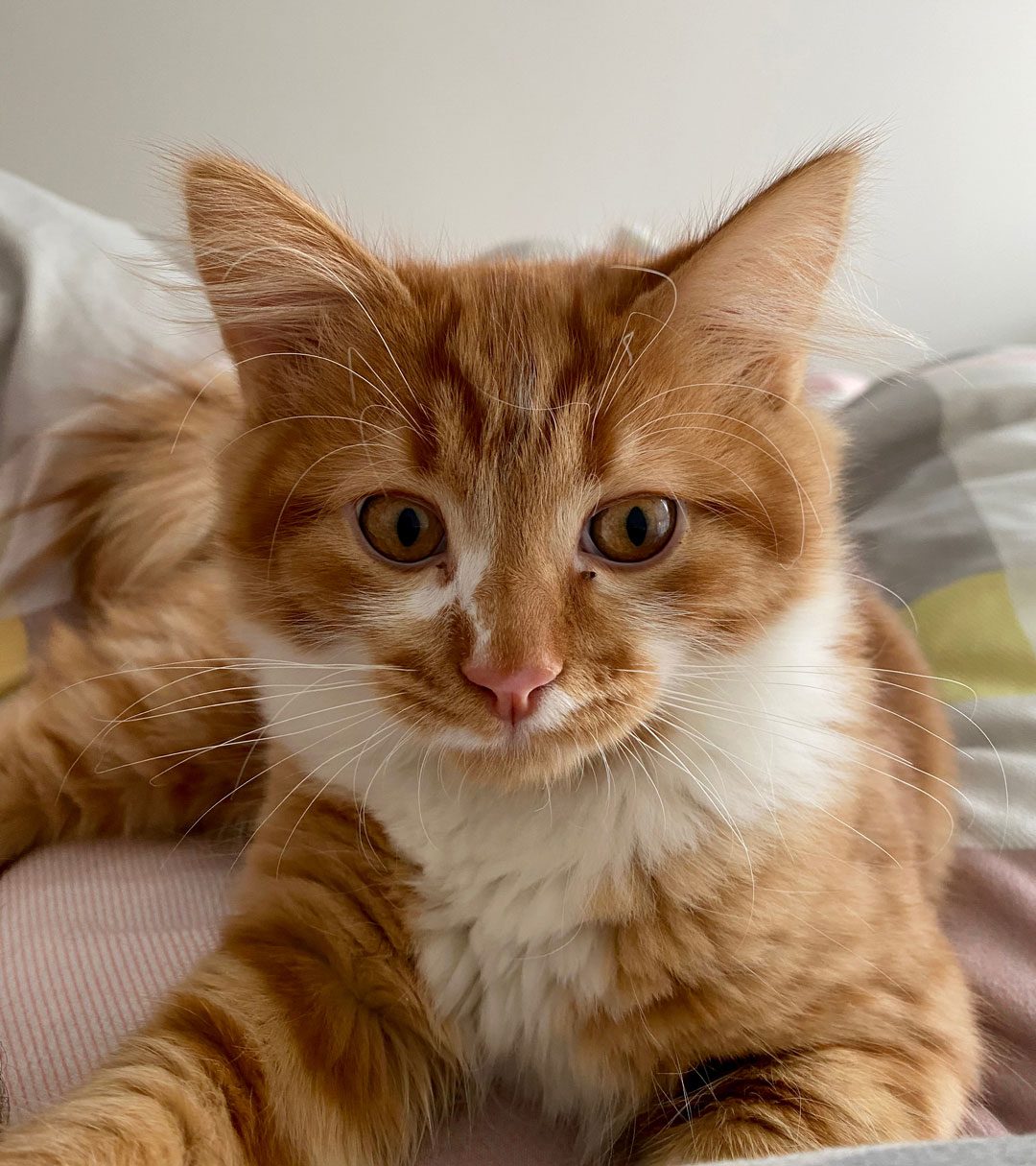 Orange Cat
