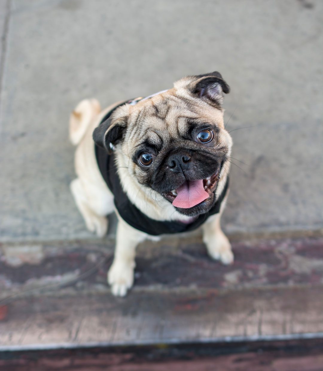 Pug