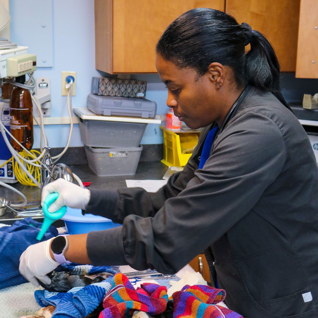 female veterinarian treating sick animal