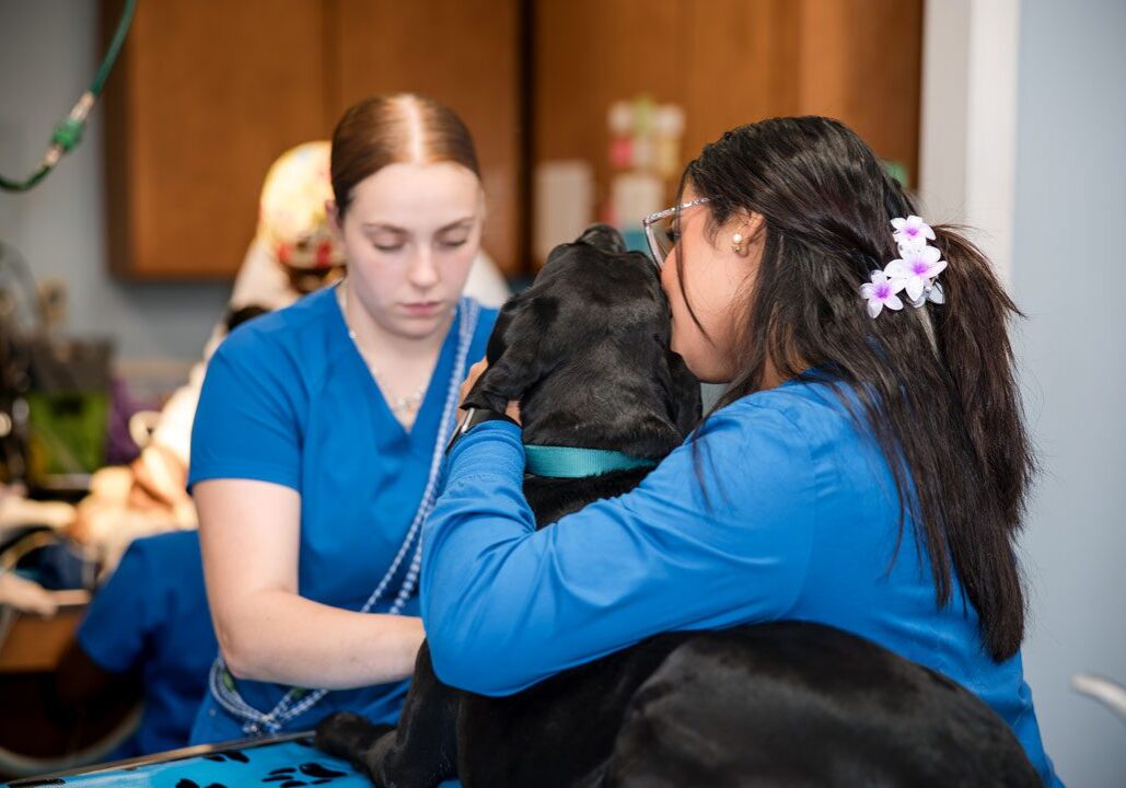 Dog At Veterinary Exam