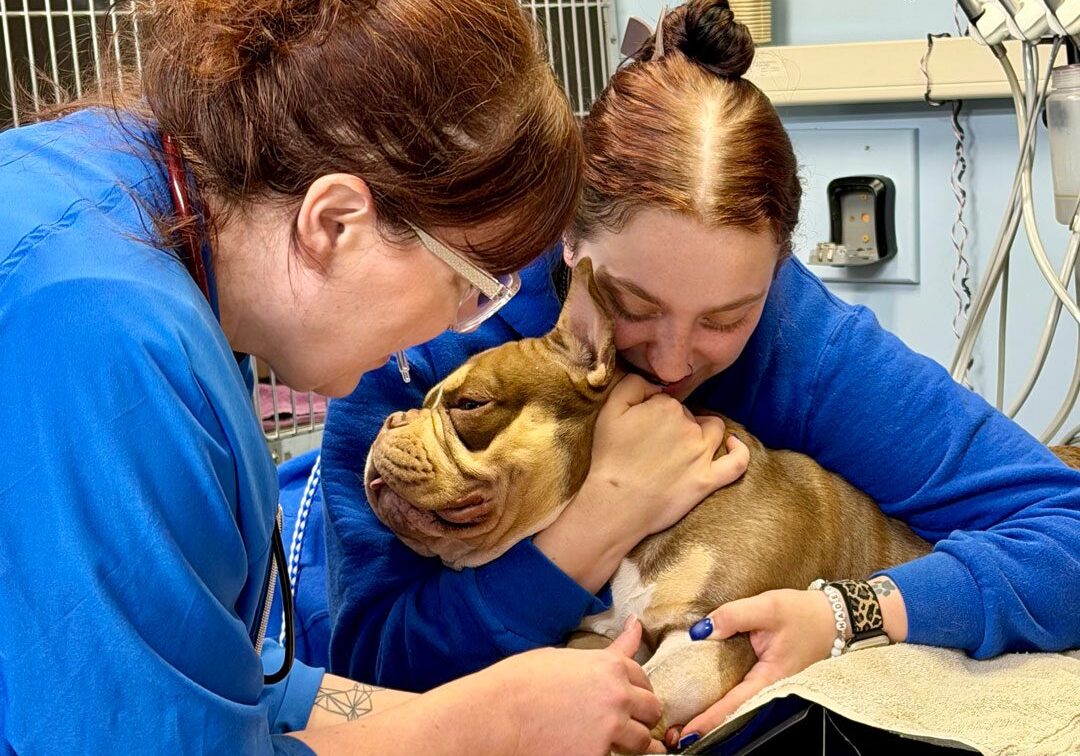 two female veterinary team members examining dog's leg