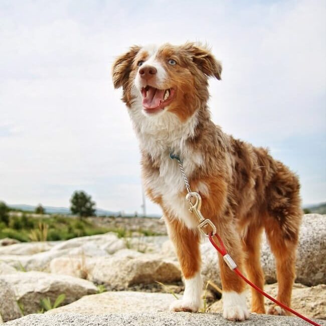 Pet Memorial Gallery