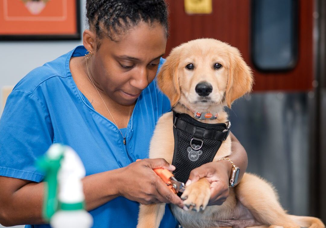 Trimming Puppy Nails