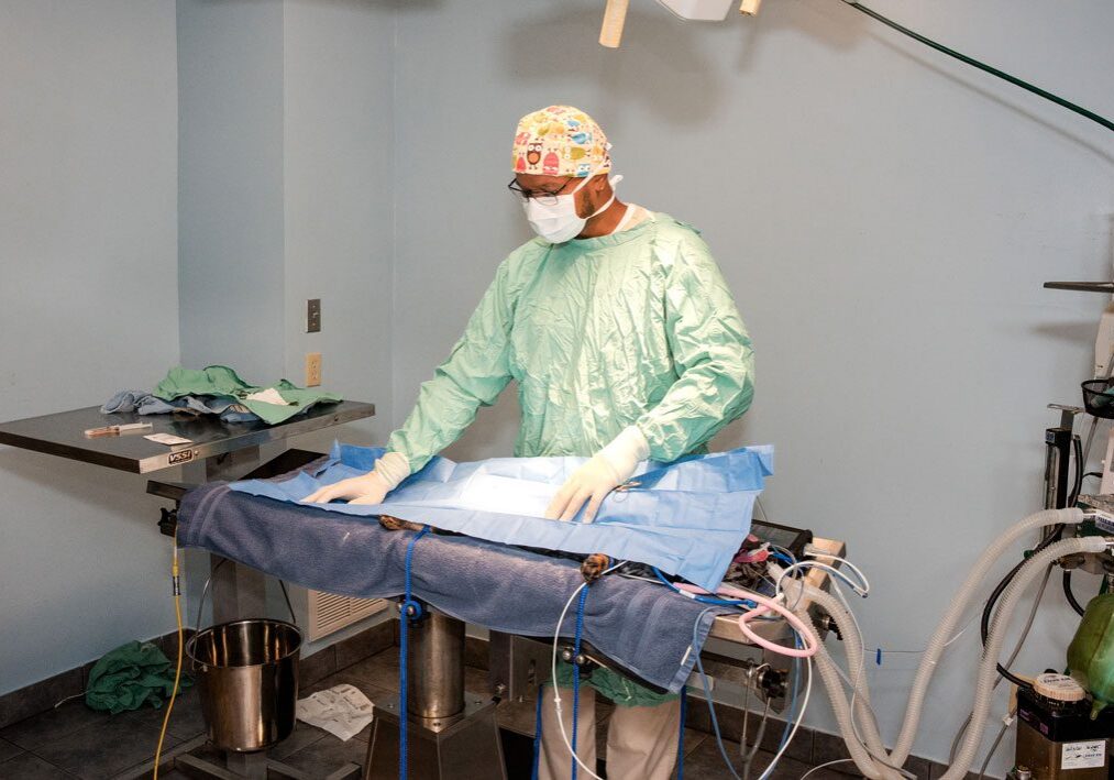 male veterinary surgeon performing surgery on dog