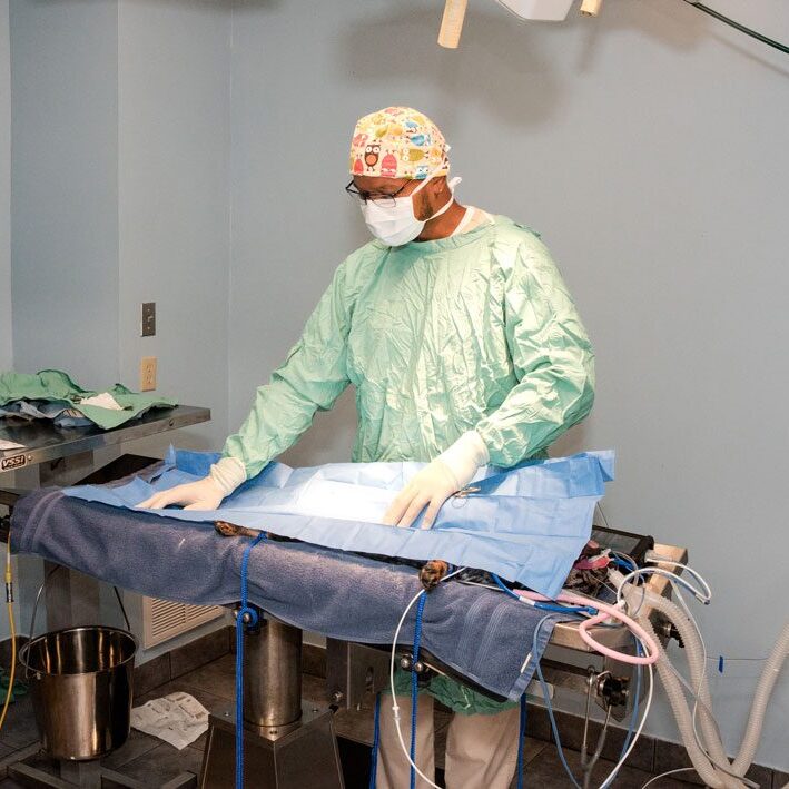 male veterinary surgeon performing surgery on dog